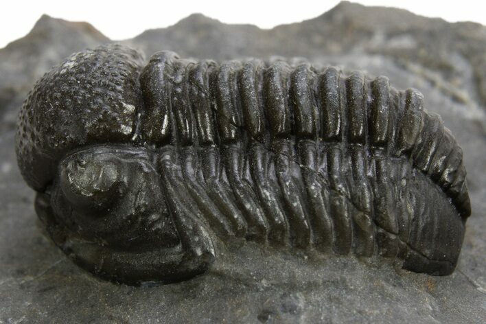 Detailed Proetid (Gerastos) Trilobite Fossil - Morocco #325836